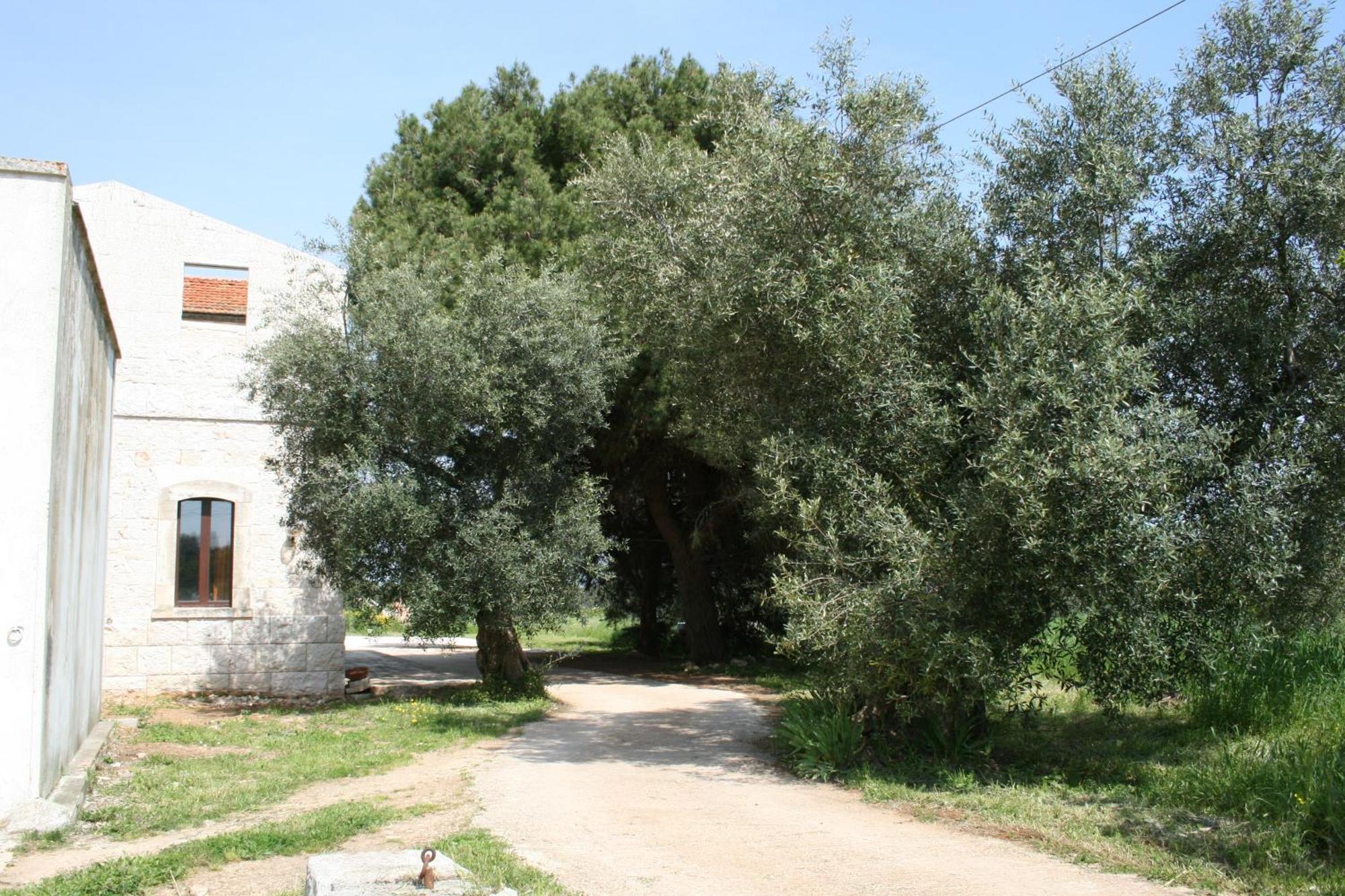 Masseria La Luna Nel Pozzo Castellana Grotte Eksteriør billede